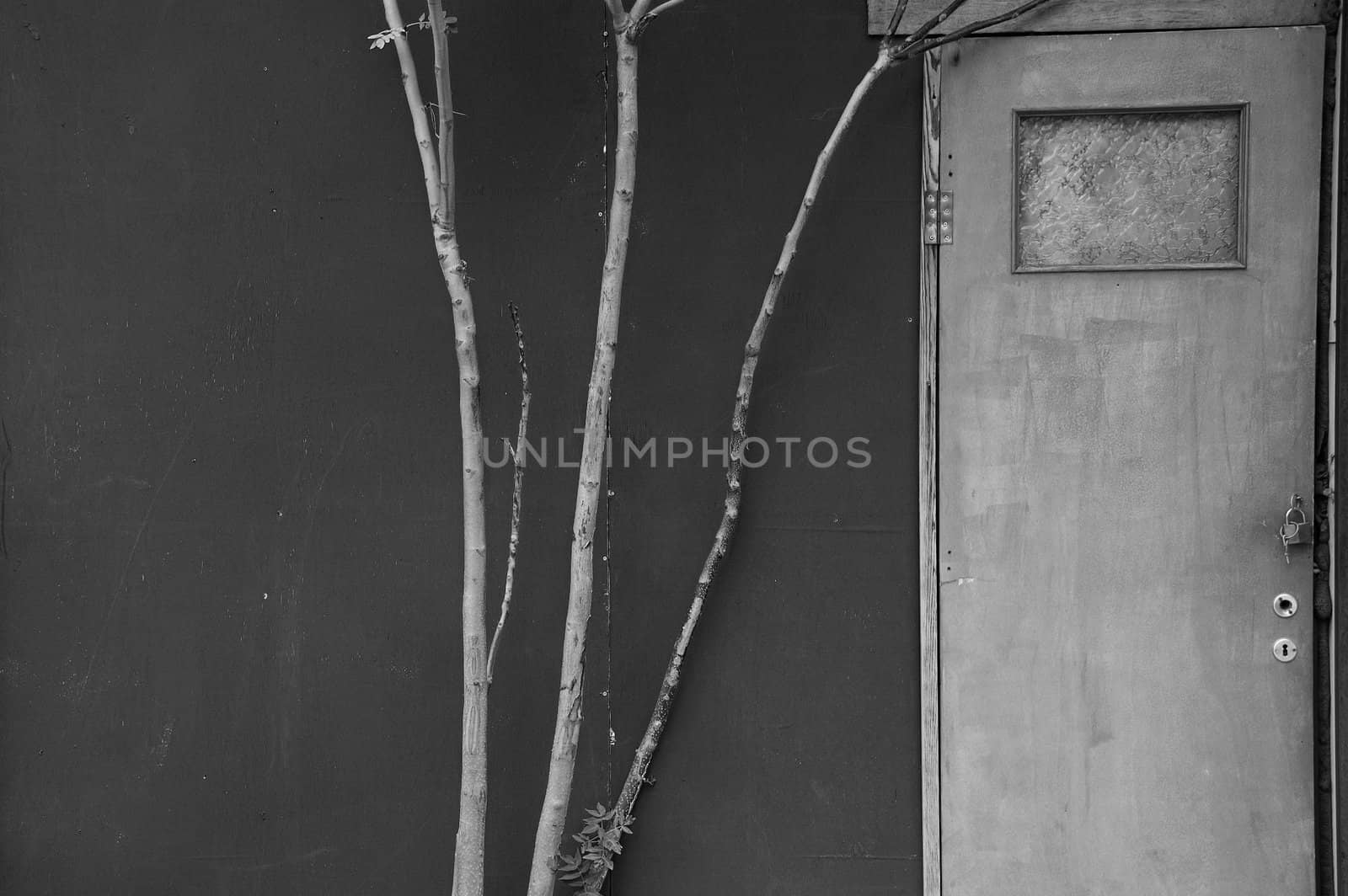 Tree branches and abandoned house door. Black and white.