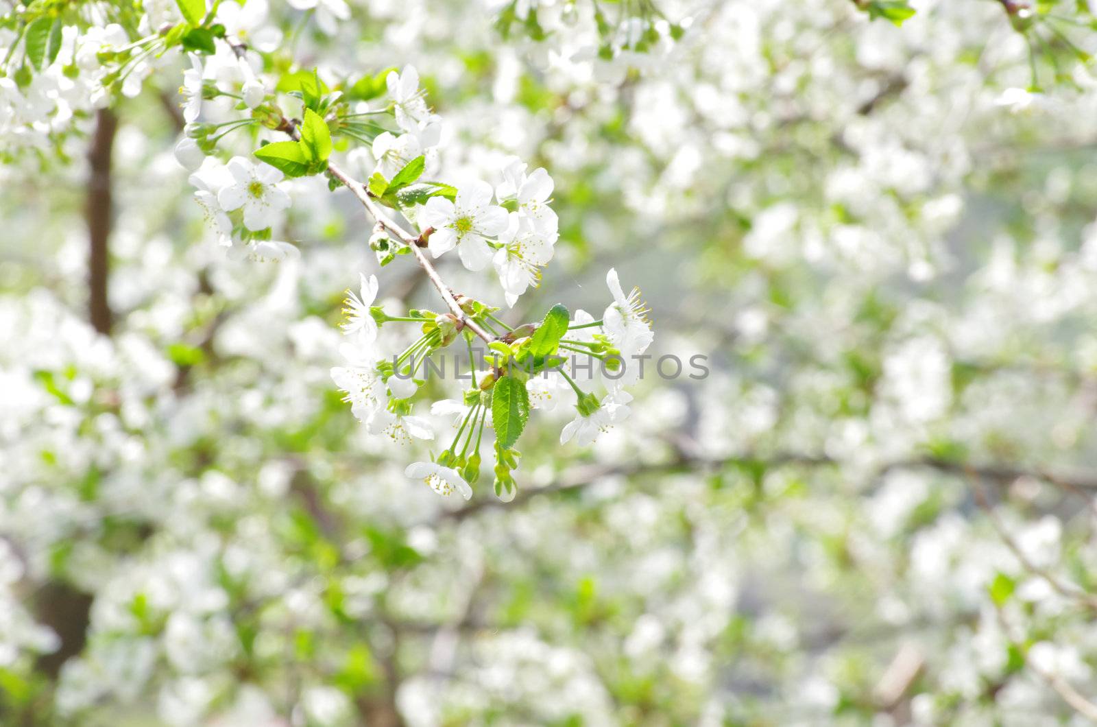  Close up of the spring cherry flowers    