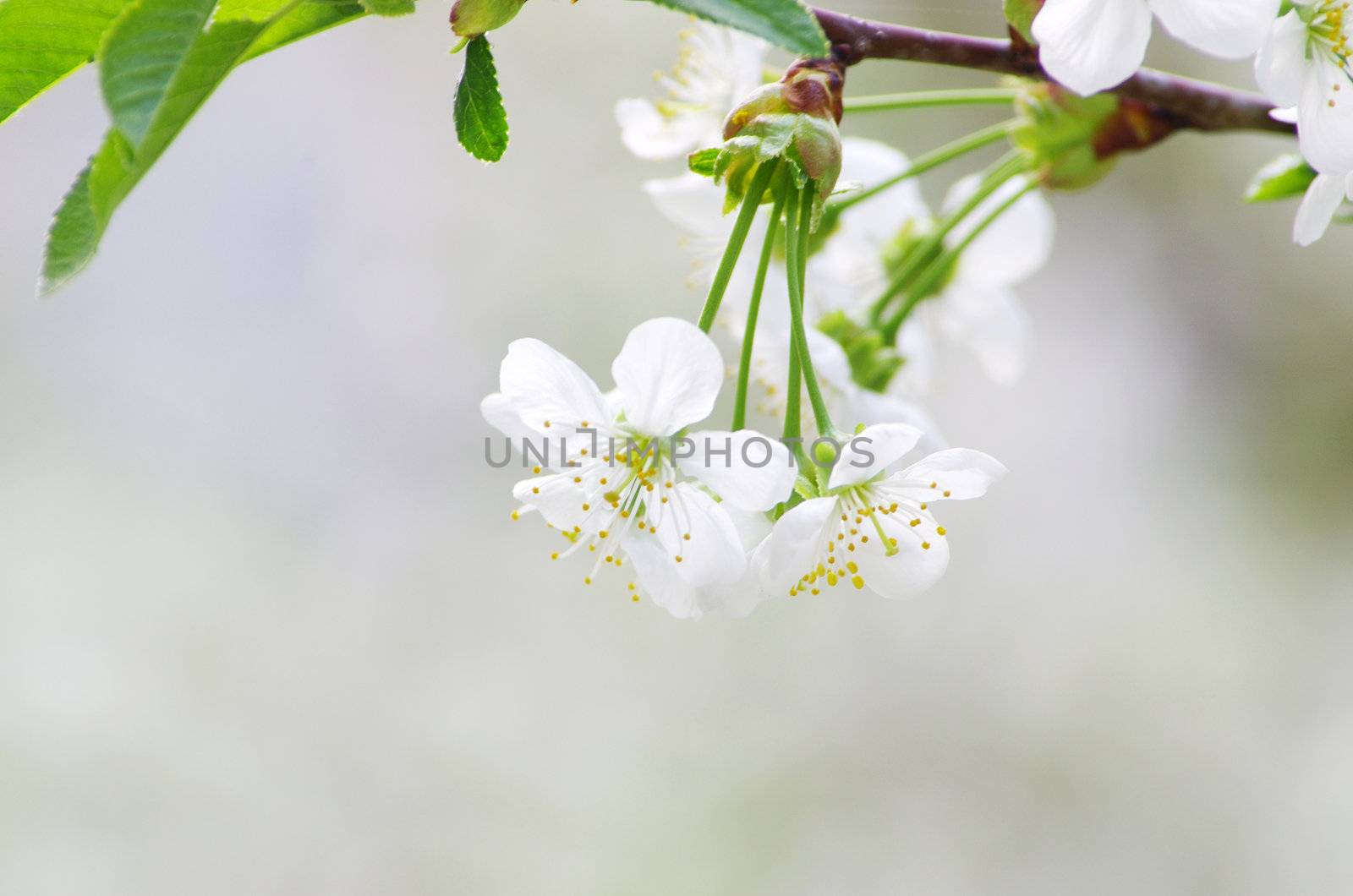  Close up of the spring cherry flowers    