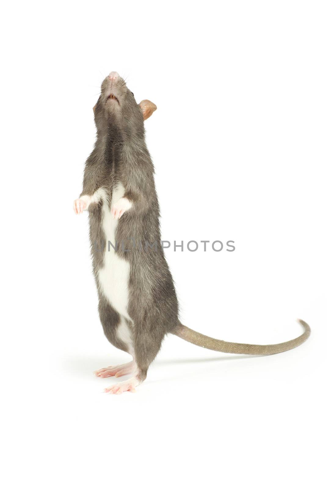 funny rat  isolated on white background
