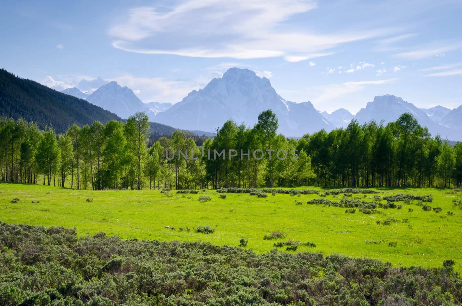 Aspen grove, sagebrush and the Teton Mountains, Grand Teton National Park, Teton County, Wyoming, USA