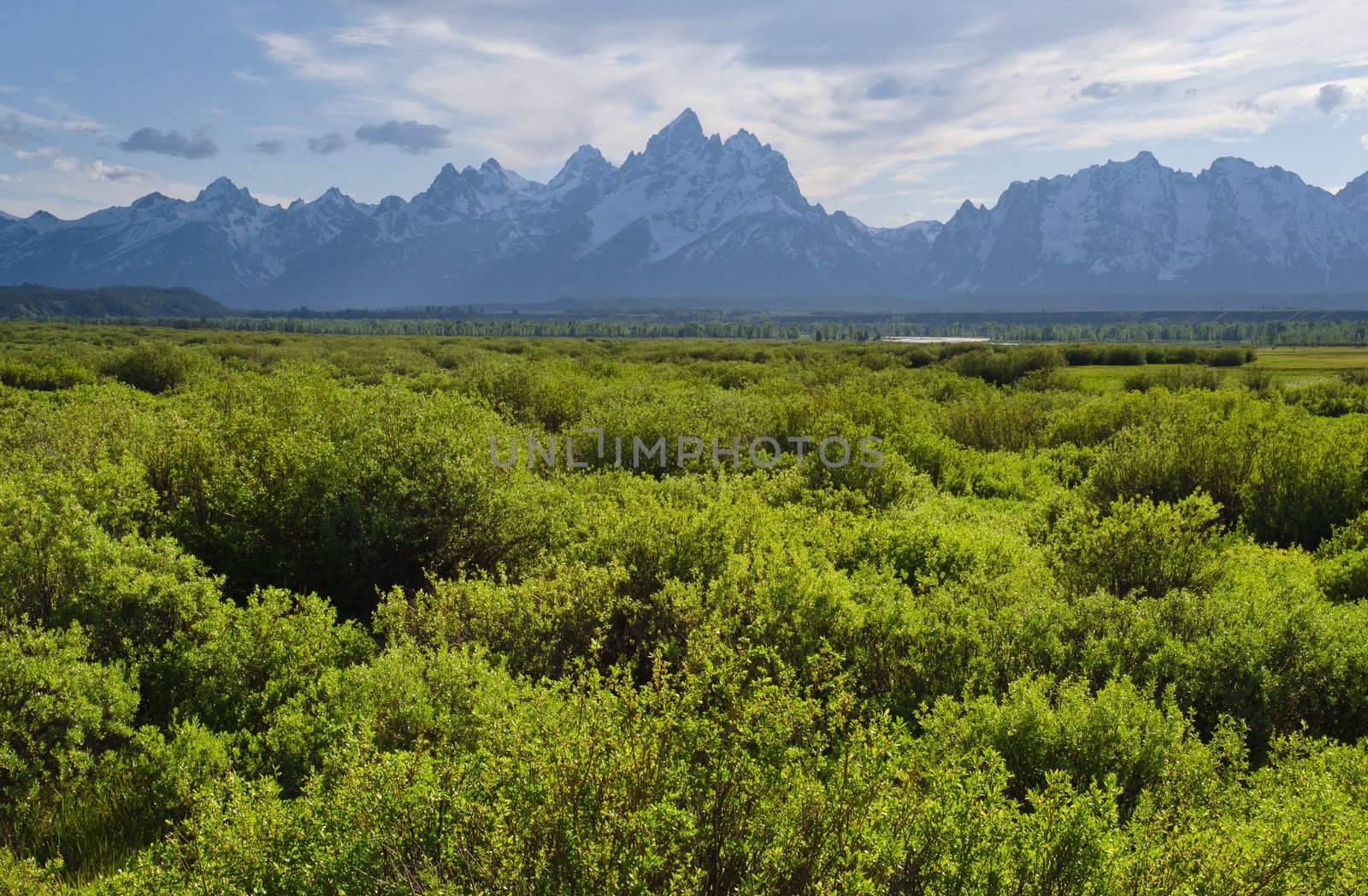 Shrub willows and the Teton Mountains in early summer, Grand Teton National Park, Teton County, Wyoming, USA