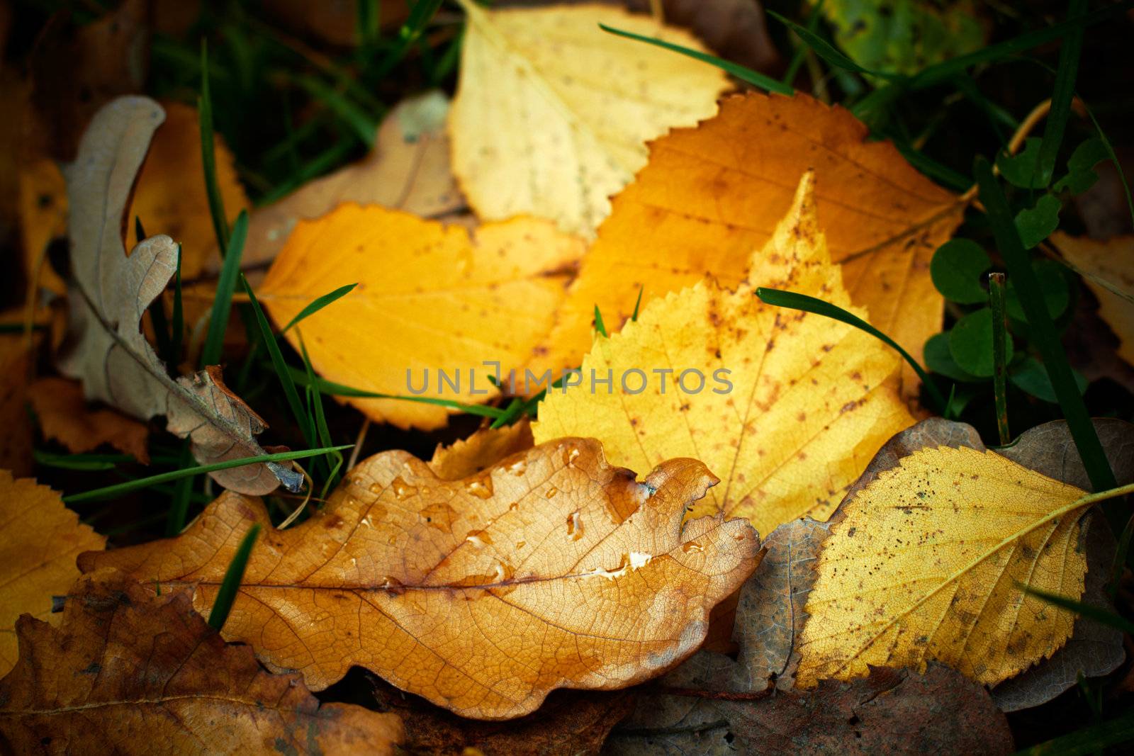 Autumn fallen leaves with rain drops, closeup shot. by pashabo
