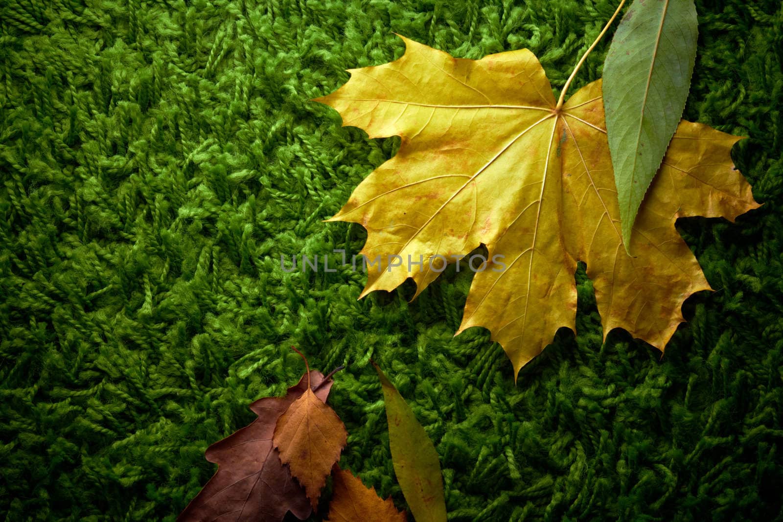 Autumn fallen leaves on green carpet, conceptual shot by pashabo