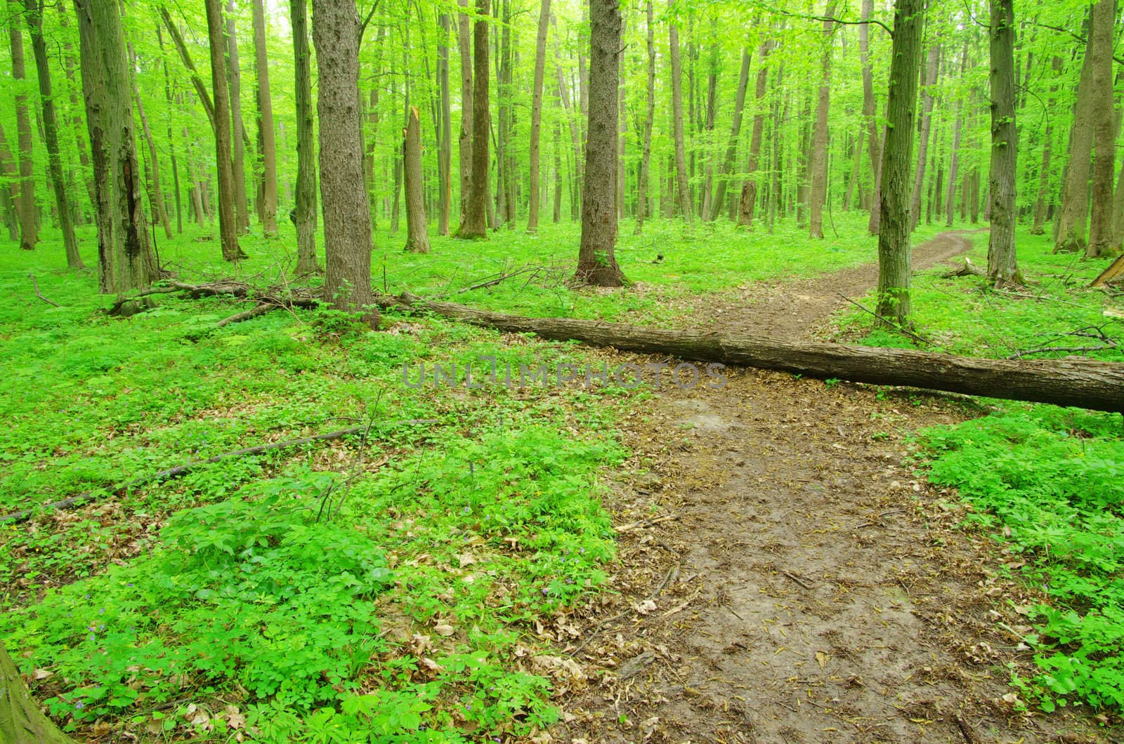 a path is in the green forest