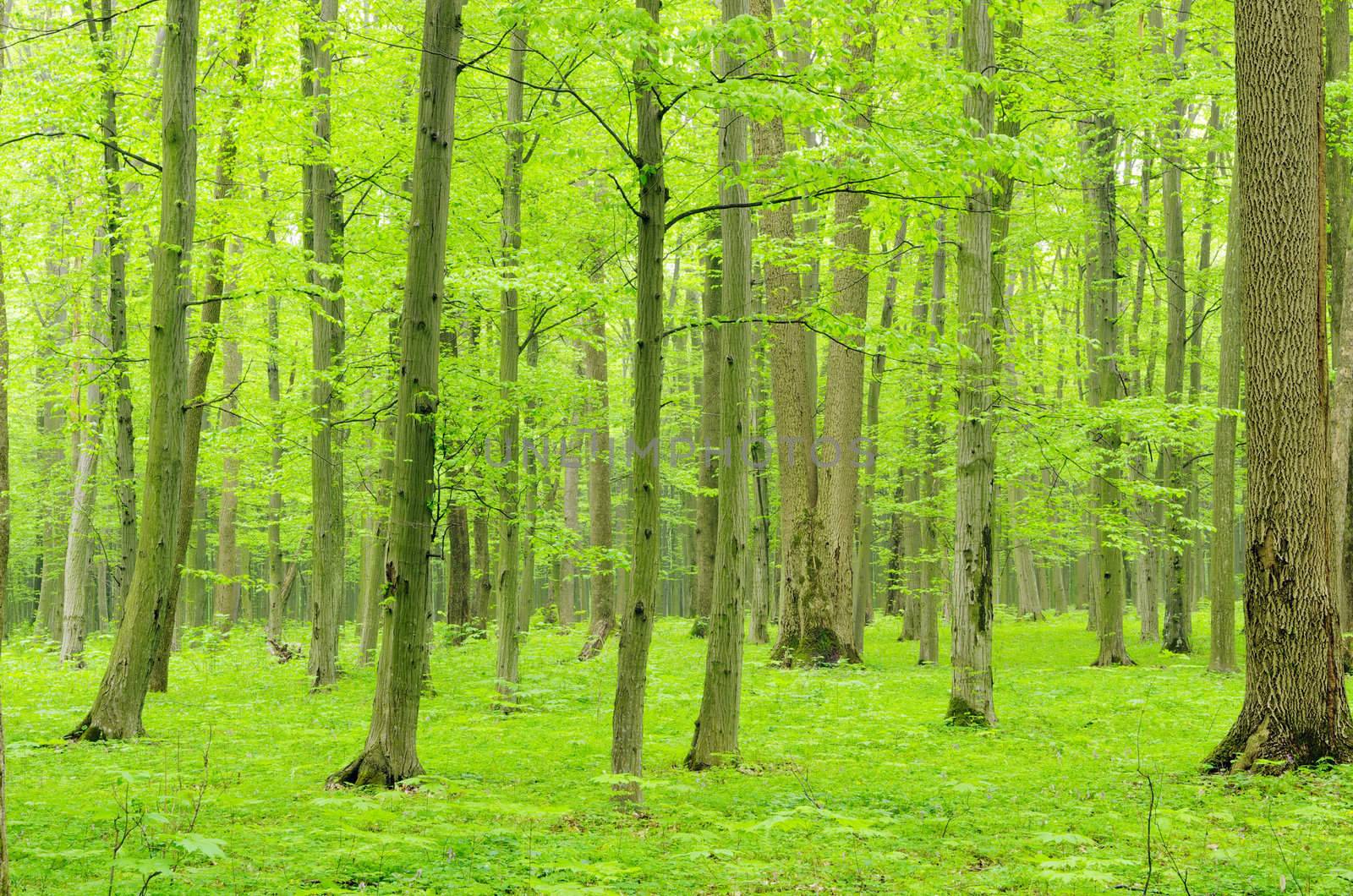 green forest background in a sunny day