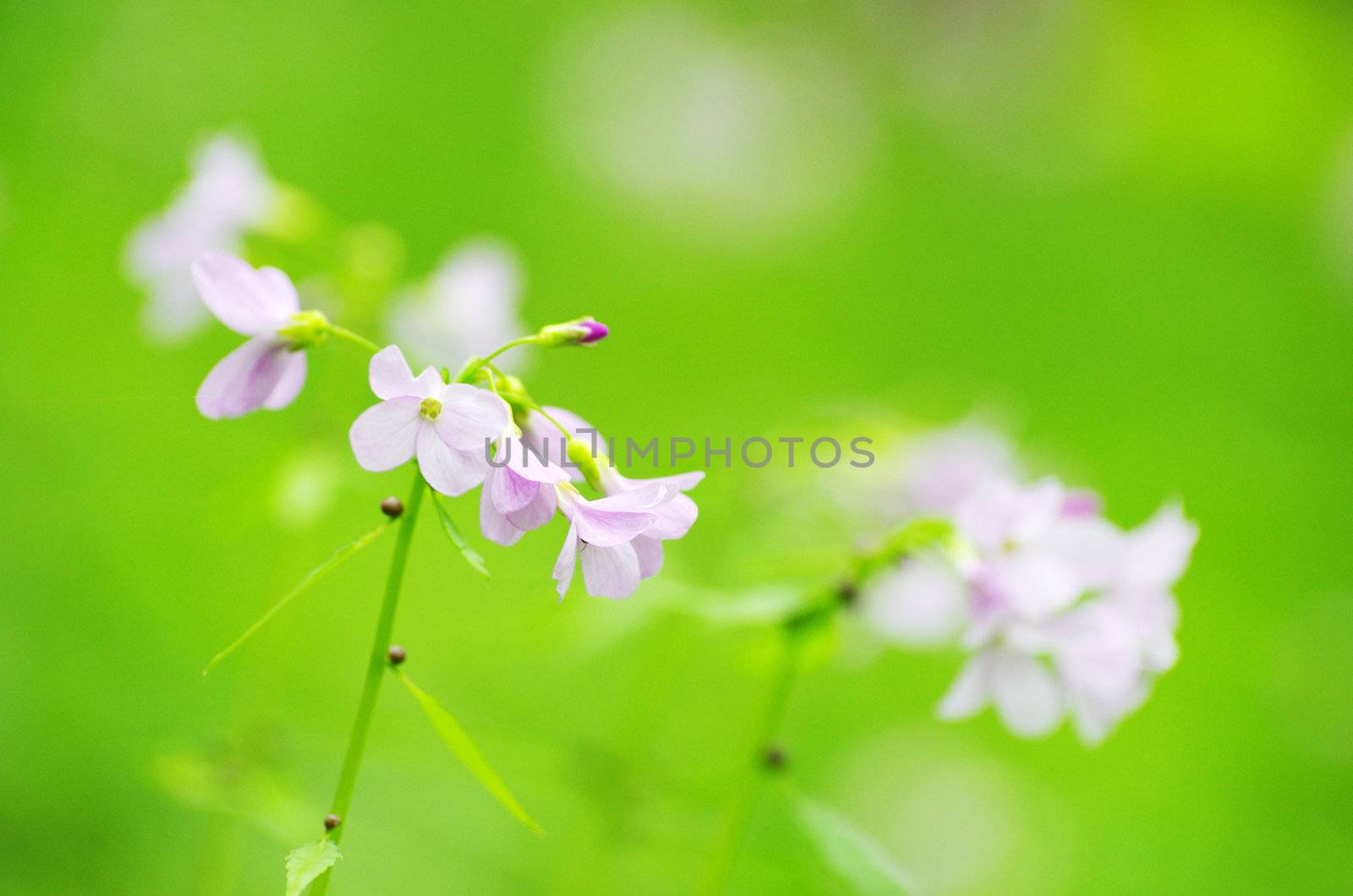 spring flowers on the field