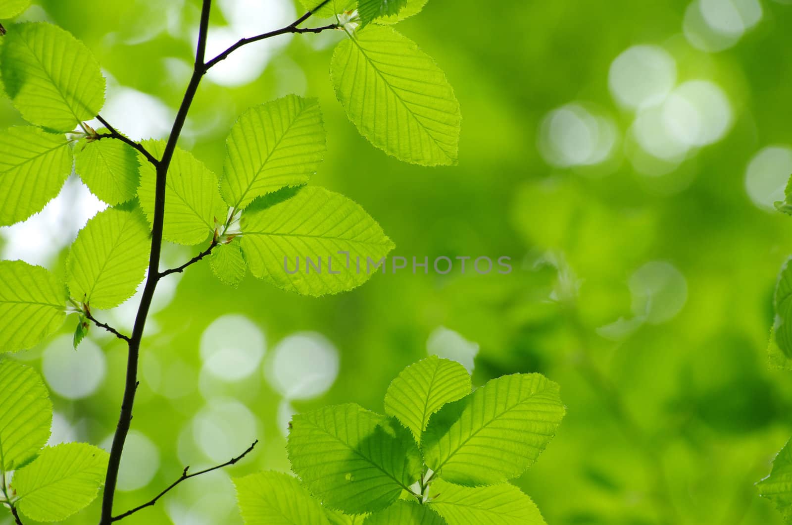 green leaves background in sunny day