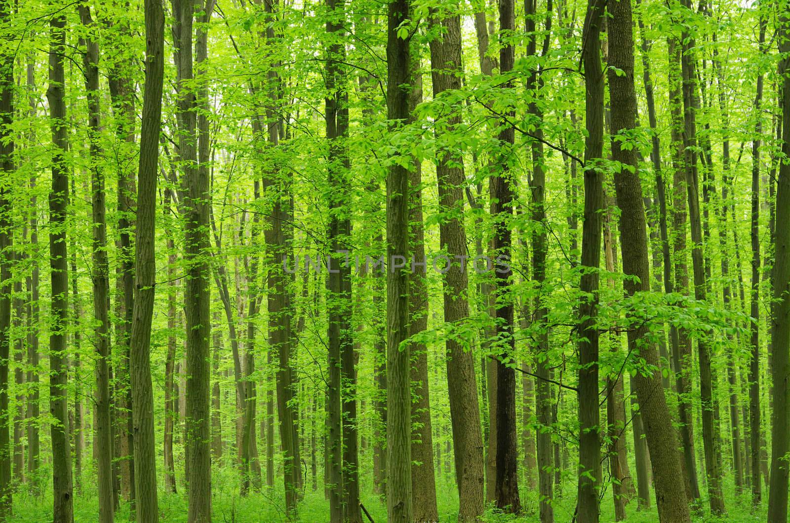 green forest background in a sunny day