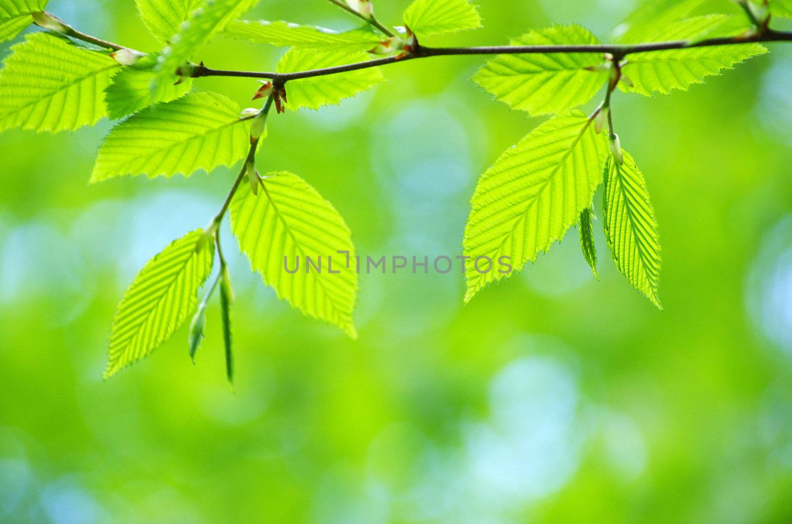 spring green leaves background in a sunny day