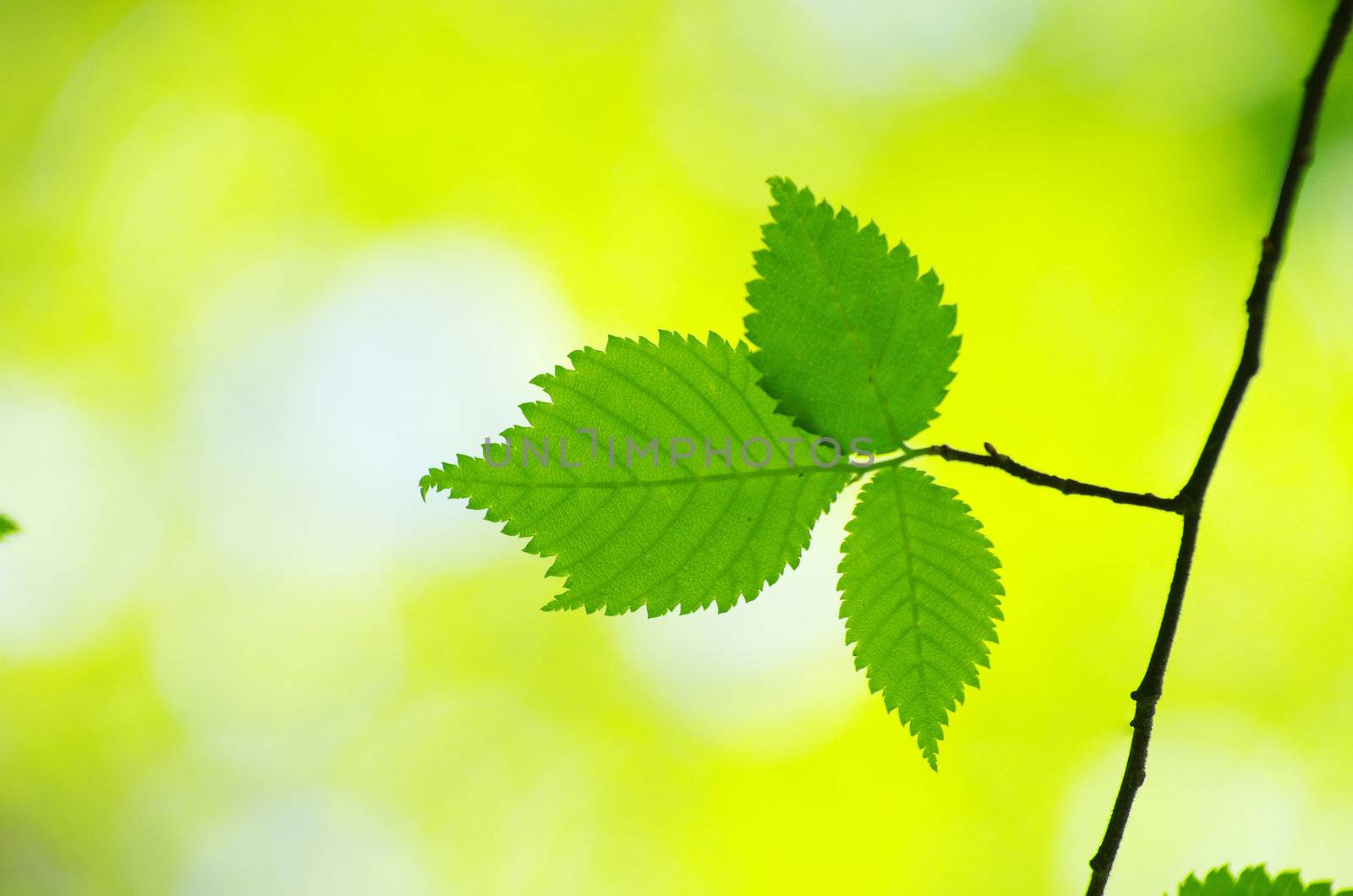 spring green leaves background in a sunny day