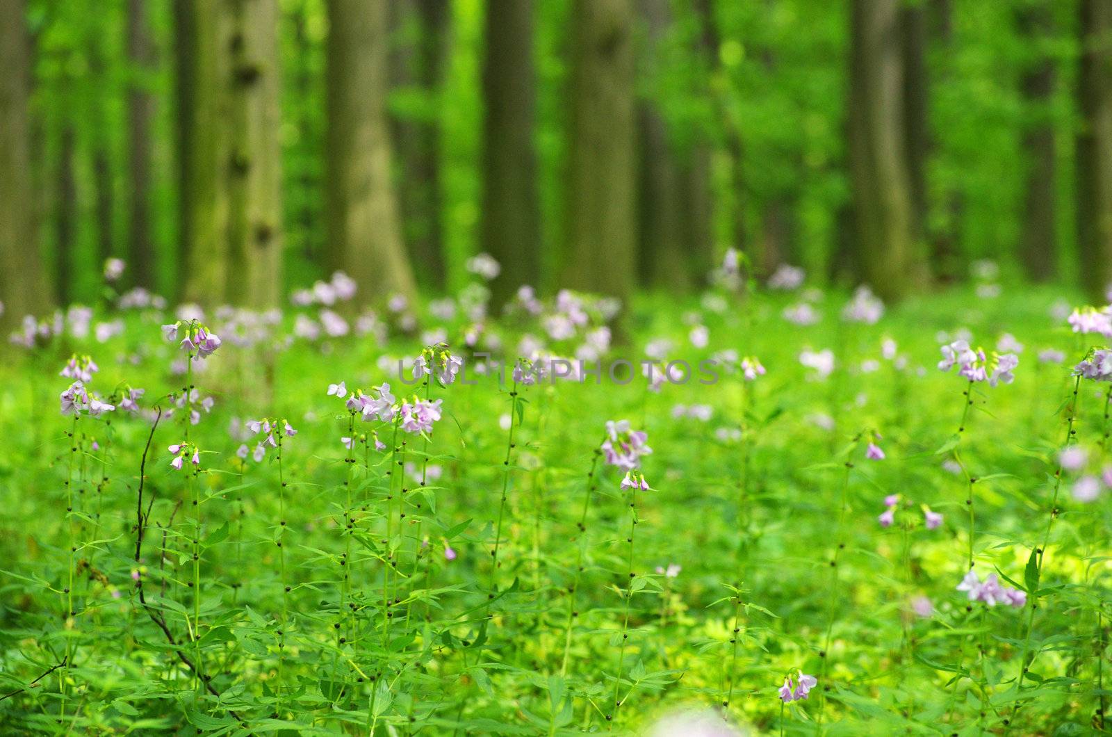 green forest background in a sunny day