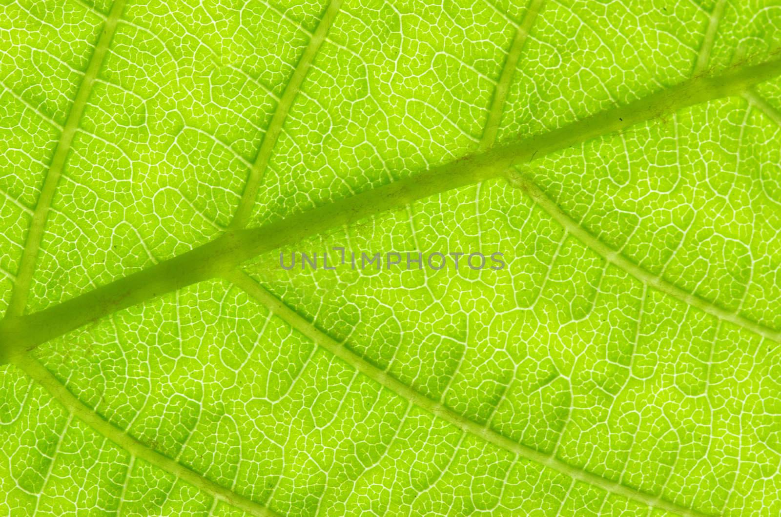 structure of leaf natural background