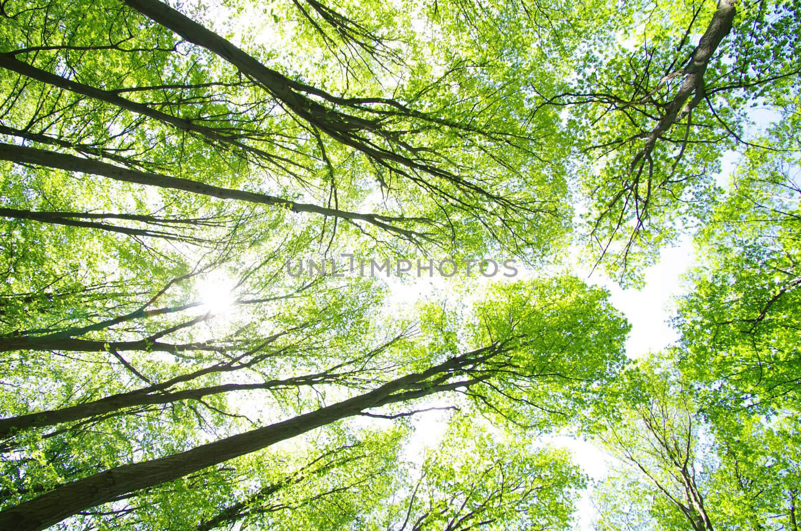 green forest background in a sunny day