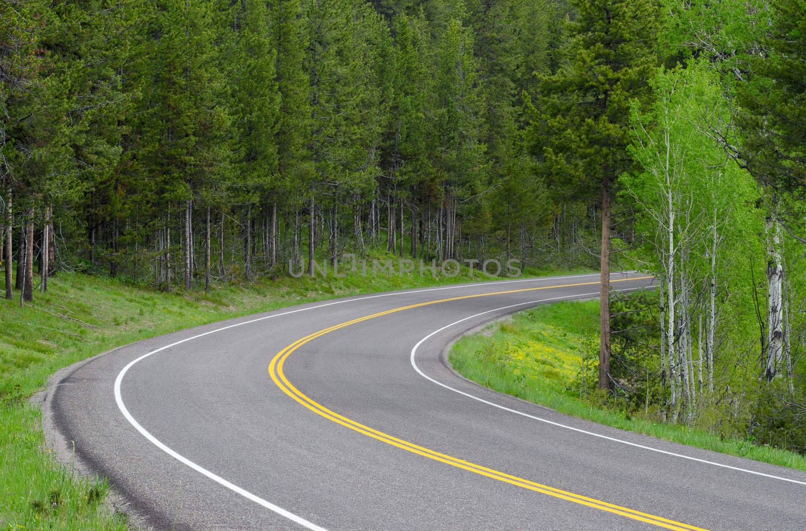Scenic US Highway 191 and Lodgepole Pine forest, Grand Teton National Park, Teton County, Wyoming, USA