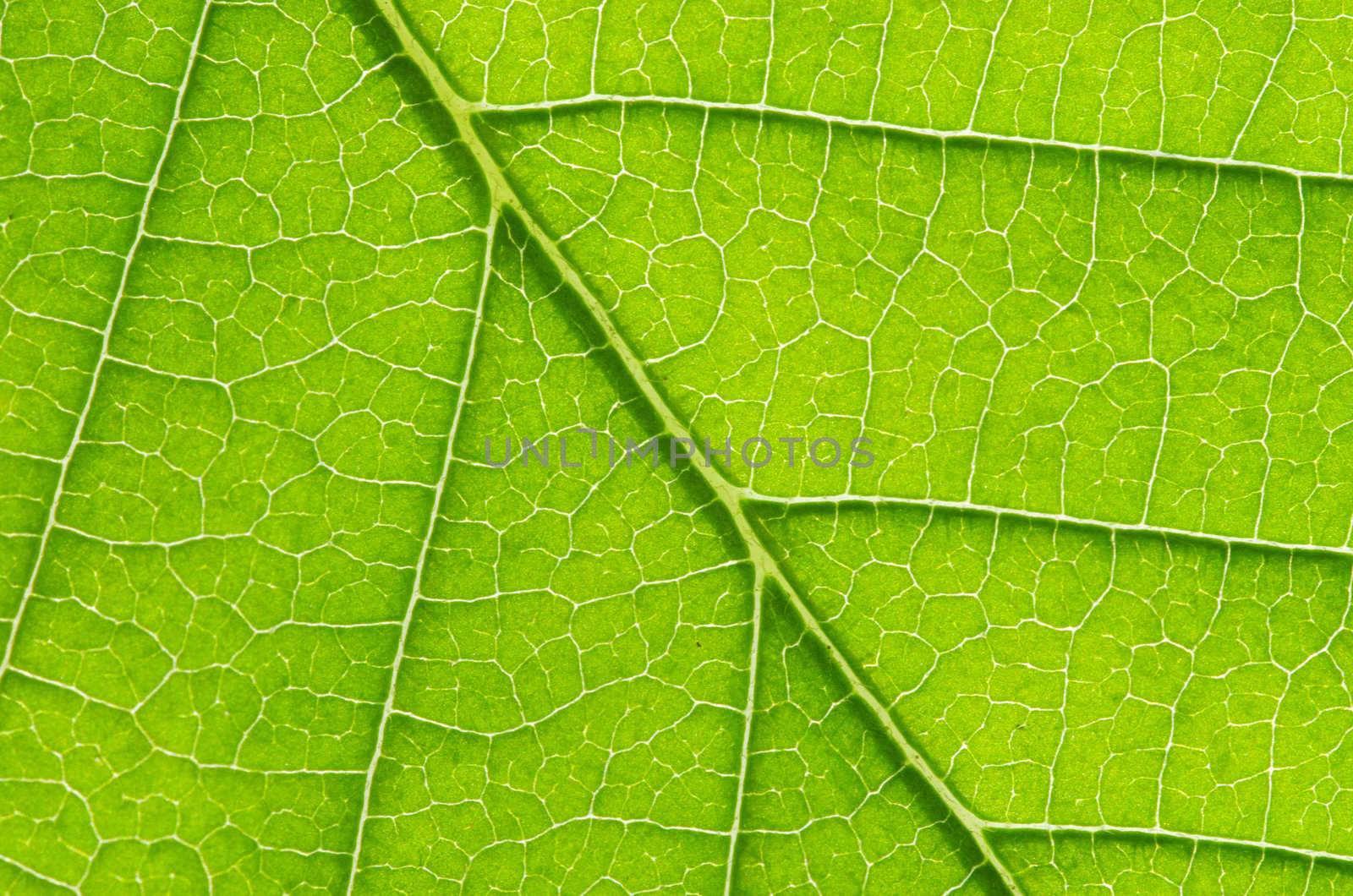 structure of leaf natural background