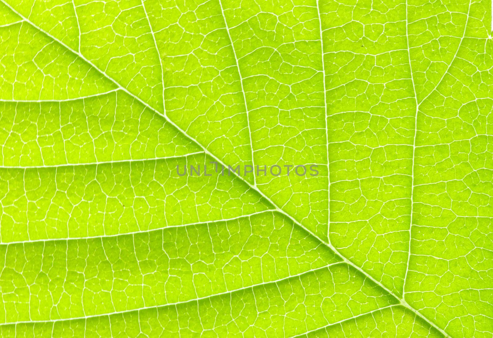 structure of leaf natural background
