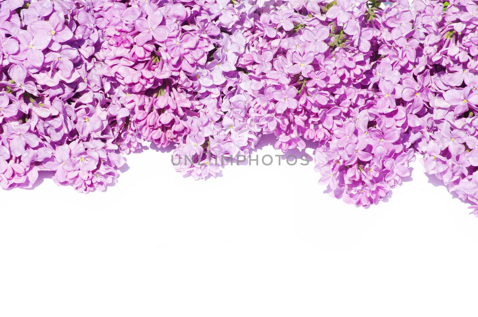 lilac flower isolated on white background