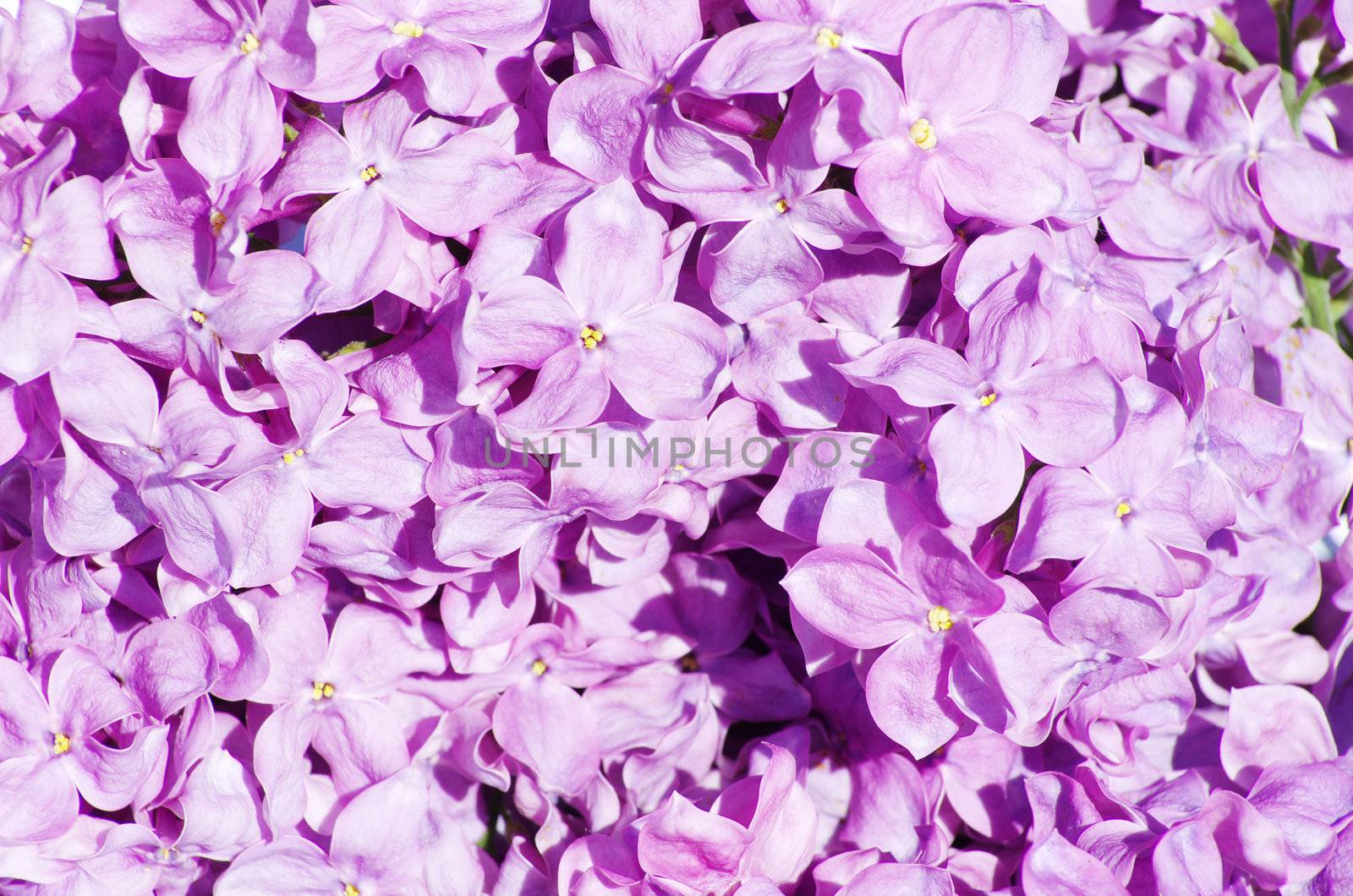 lilac flower isolated on white background