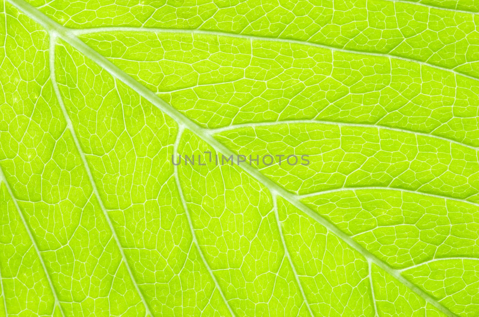structure of leaf natural background