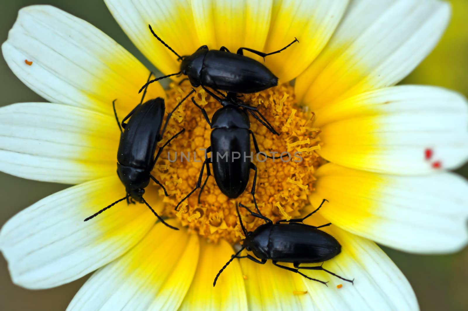 Small insects on a blooming flower.
