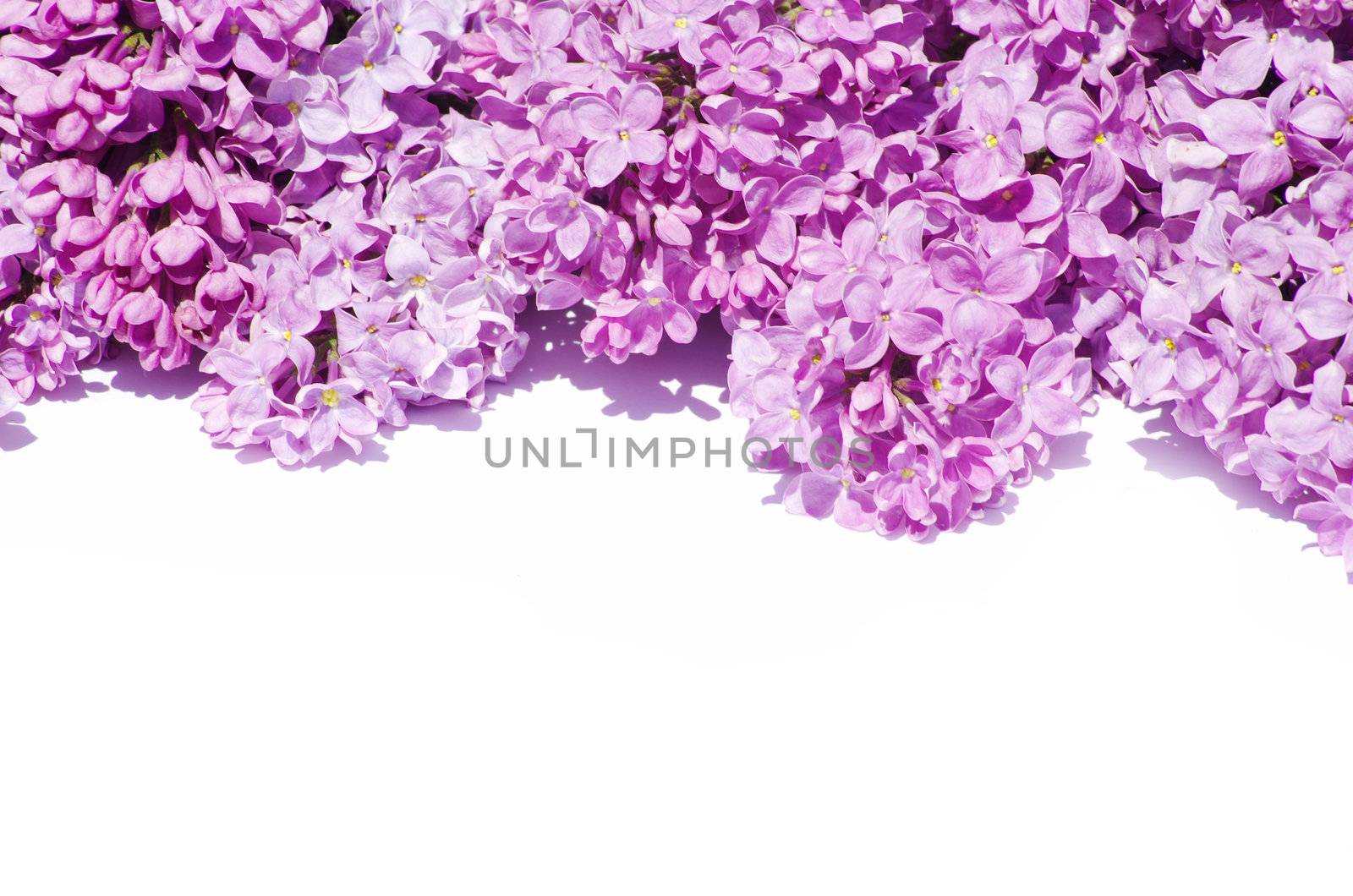 lilac flower isolated on white background