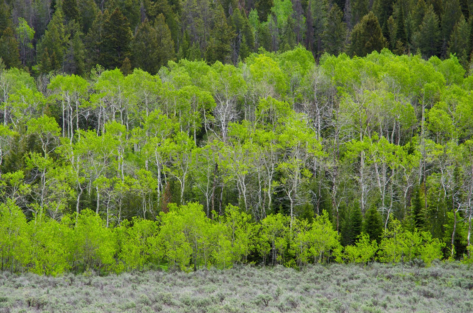 Quaking Aspen (Populus tremuloides), Lodgepole Pine (Pinus contorta) and sagebrush in early summer, Grand Teton National Park, Teton County, Wyoming, USA by CharlesBolin