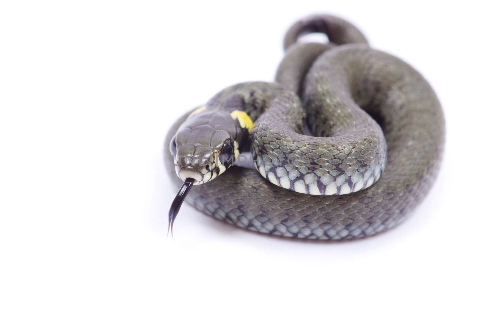 snake isolated on white background