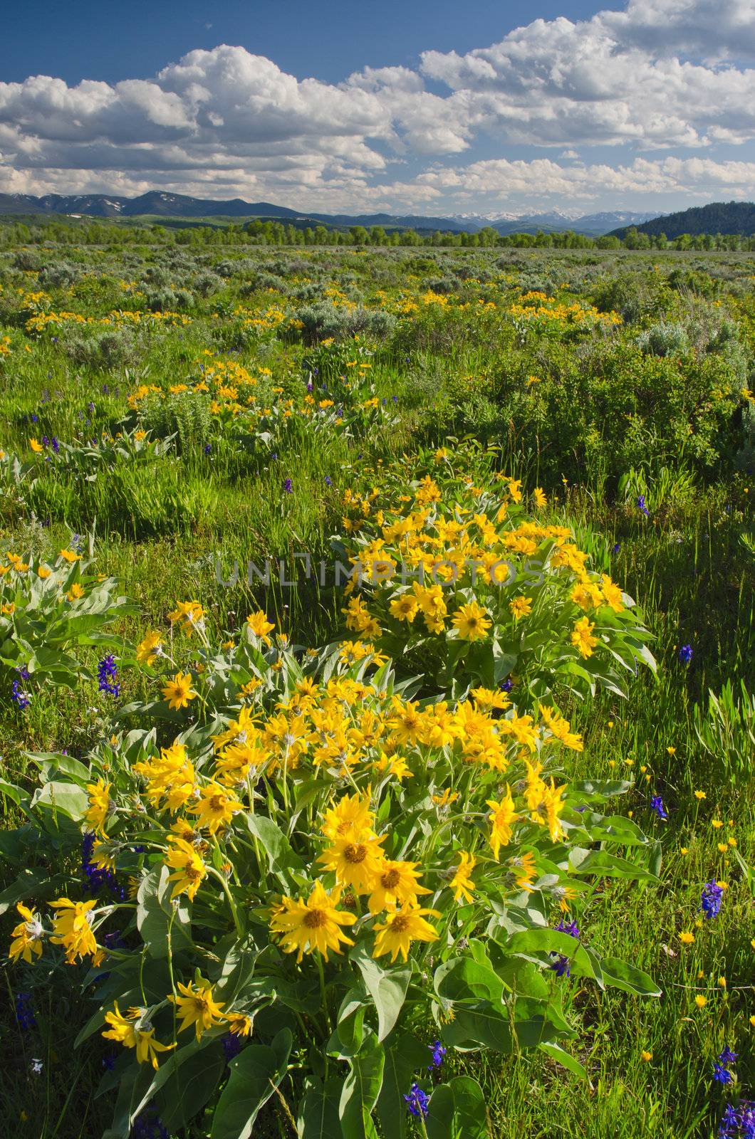 Arrowleaf Balsamroot (Balsamorhiza sagittata) flowers in early summer, Grand Teton National Park, Teton County, Wyoming, USA