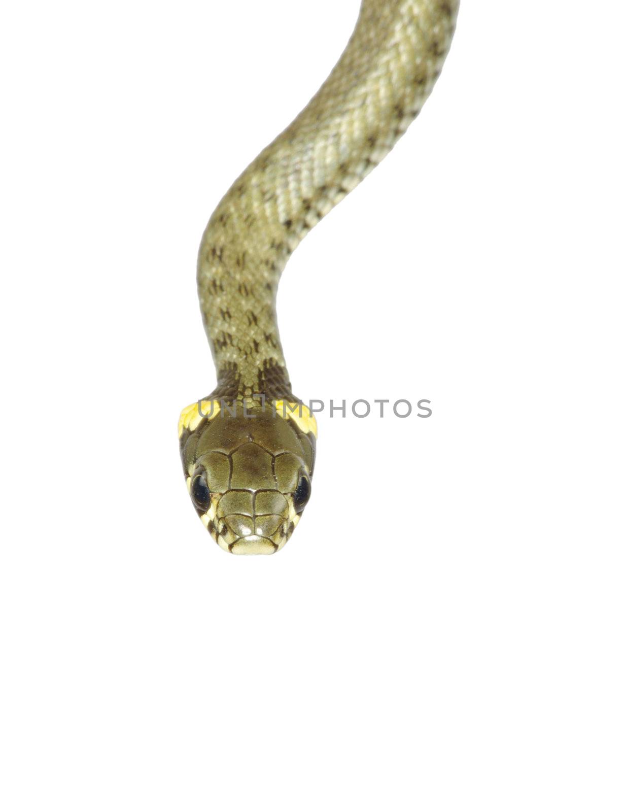 snake isolated on white background