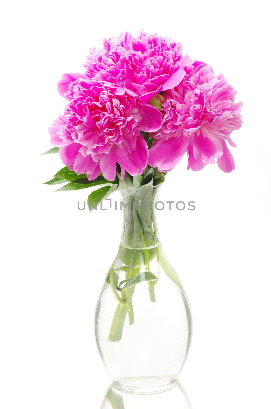 pink peony on a white background