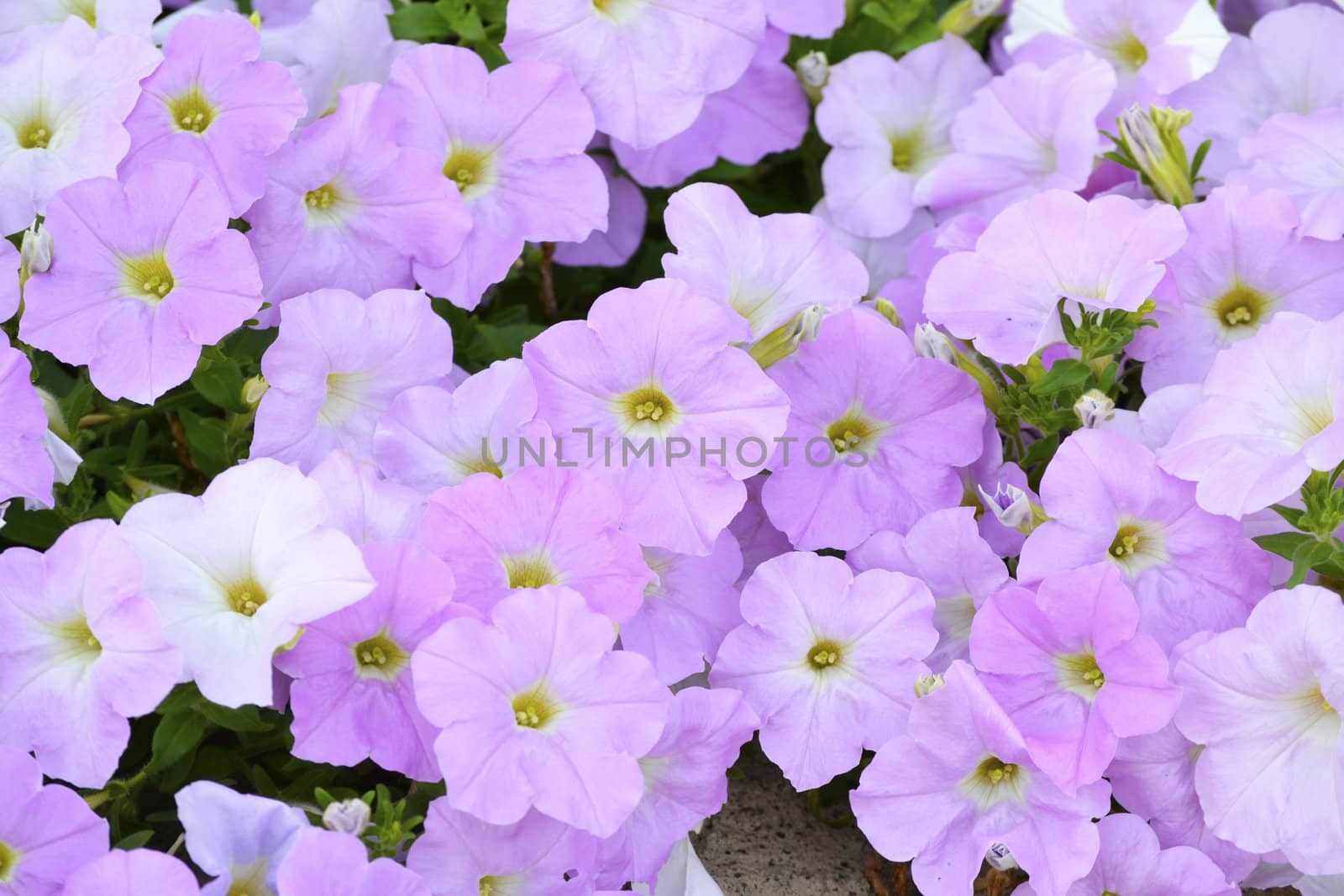 Large Group of Beautiful Violet Flowers