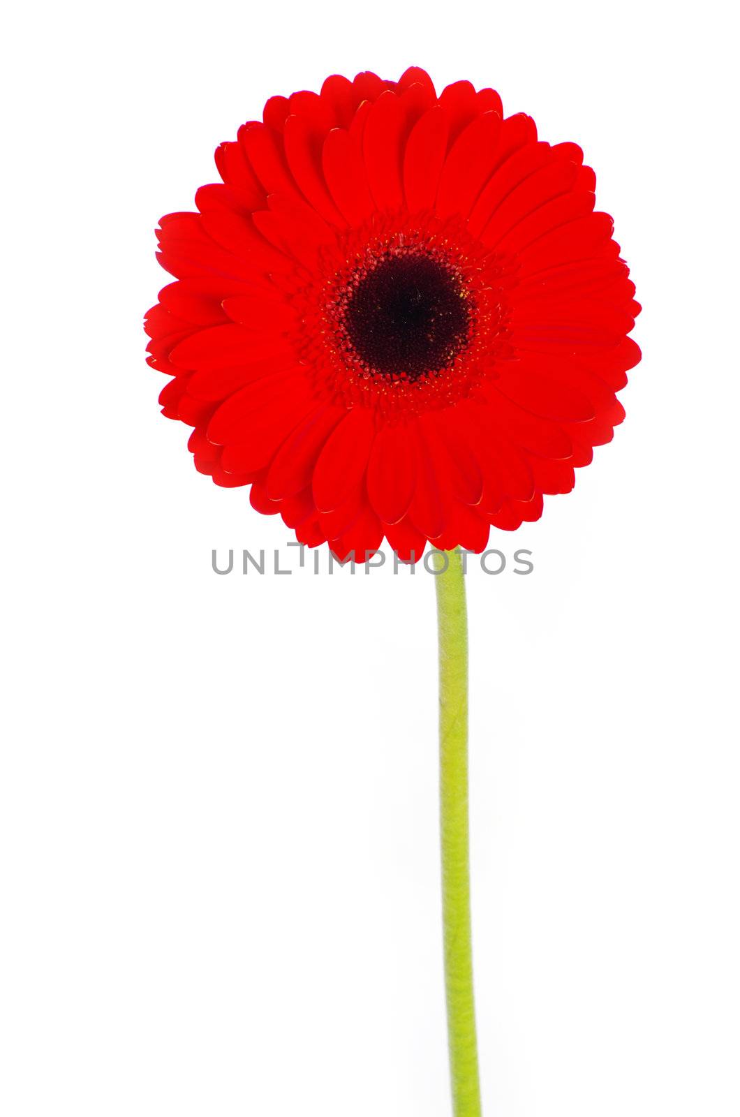 red gerbera flower closeup on white background