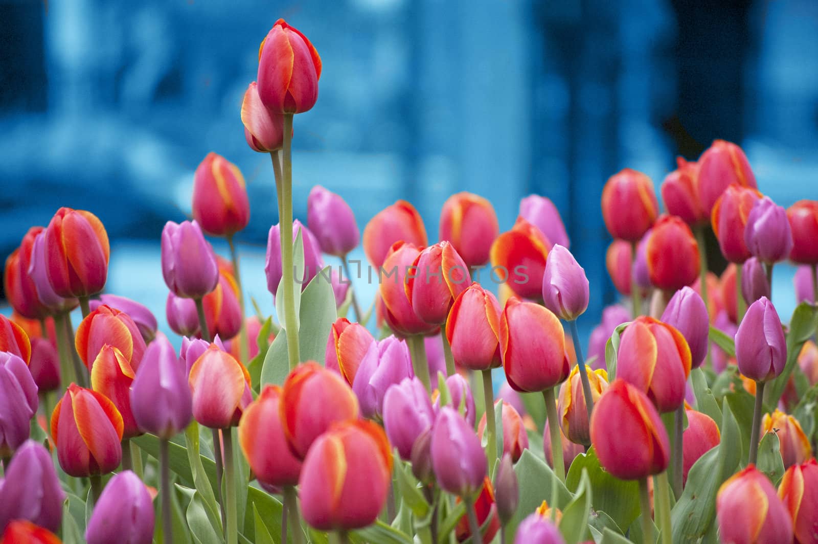 Group of Tulips on Blue Background by jkirsh