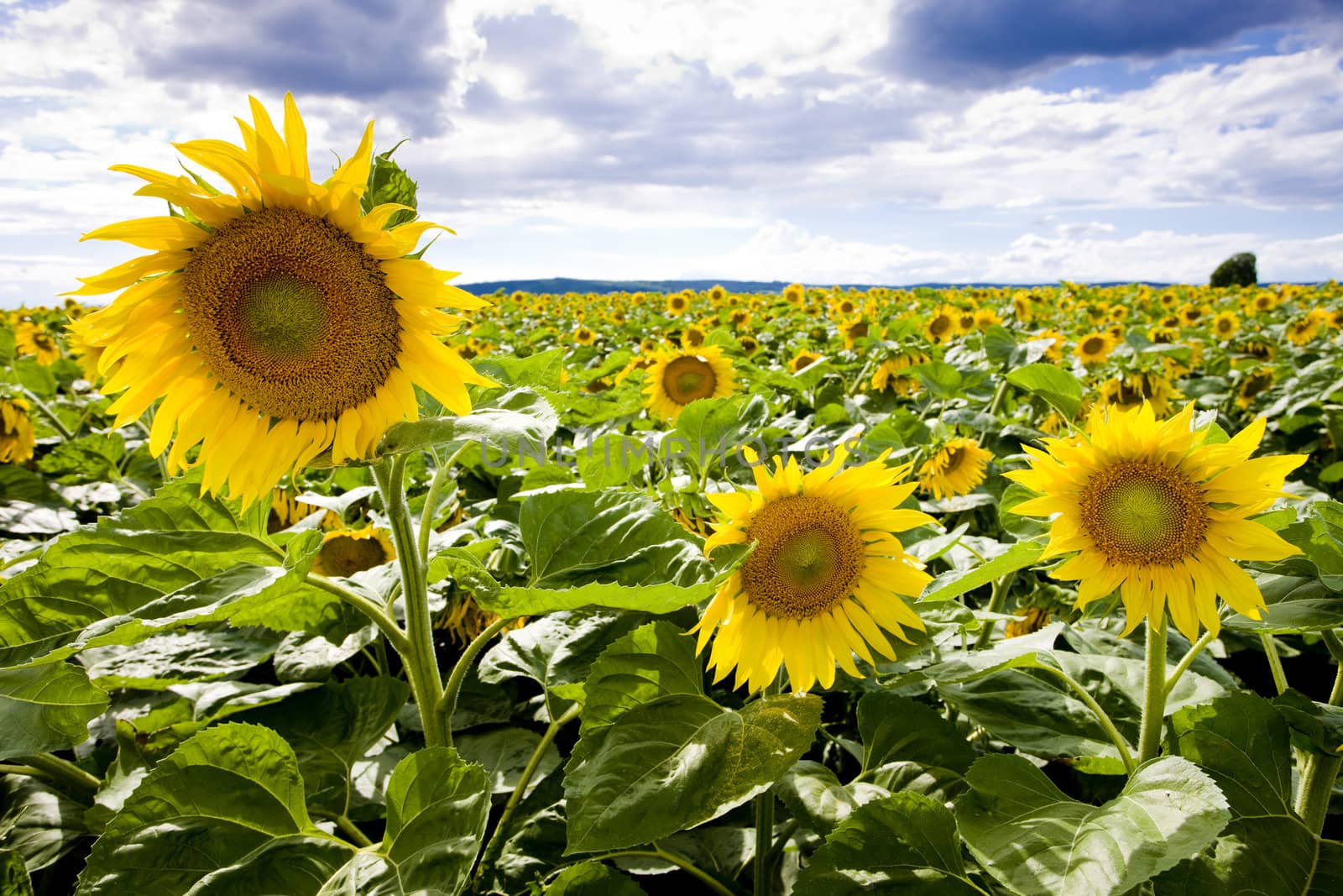sunflower field