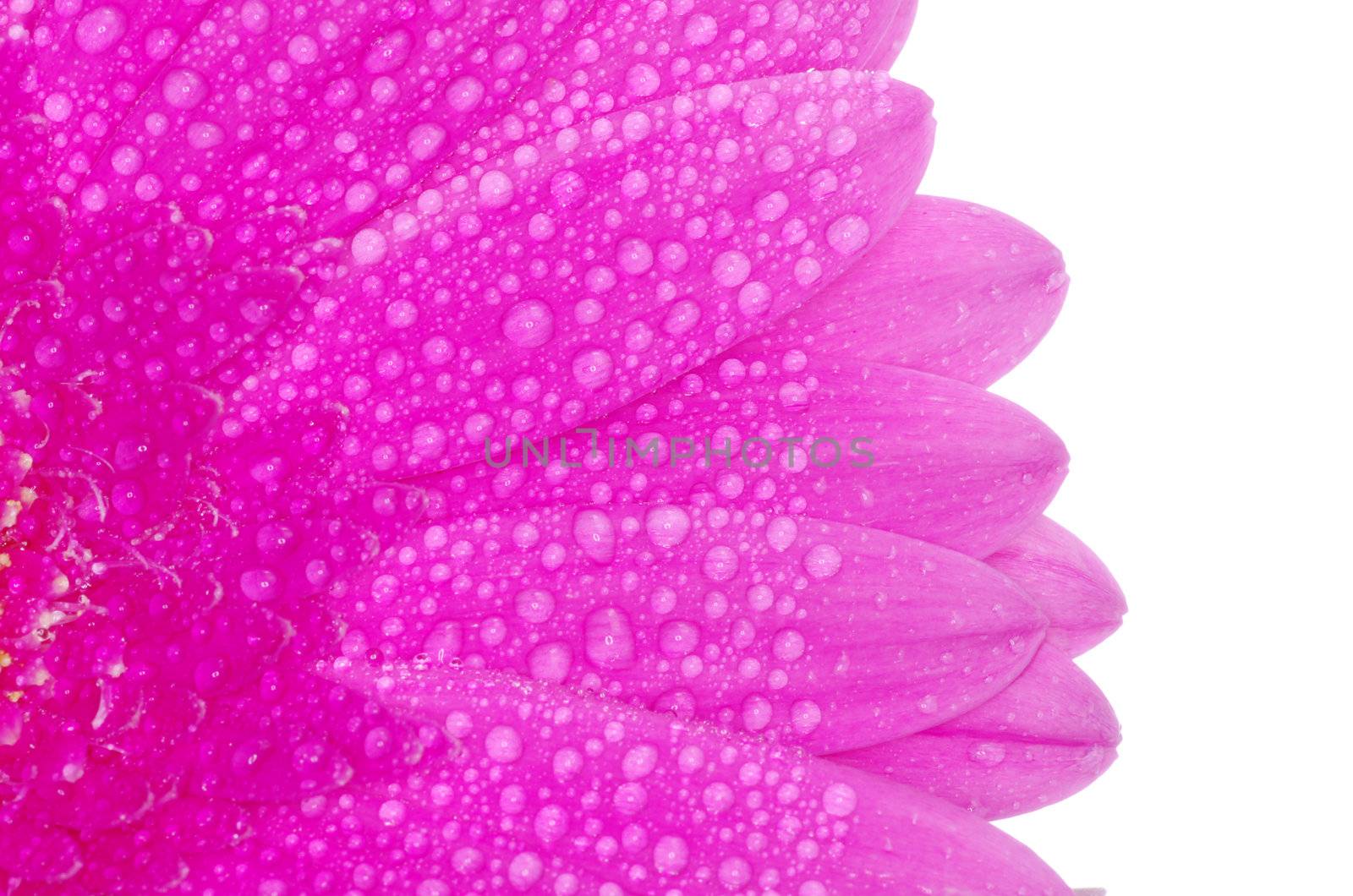 gerbera flower closeup on white background