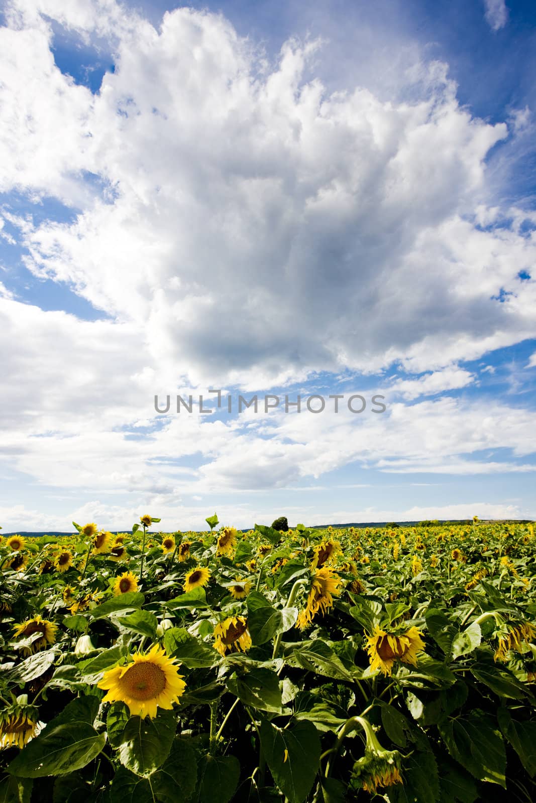 sunflower field