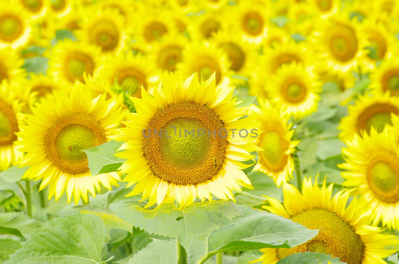 Closeup of a bright yellow sunflowers
