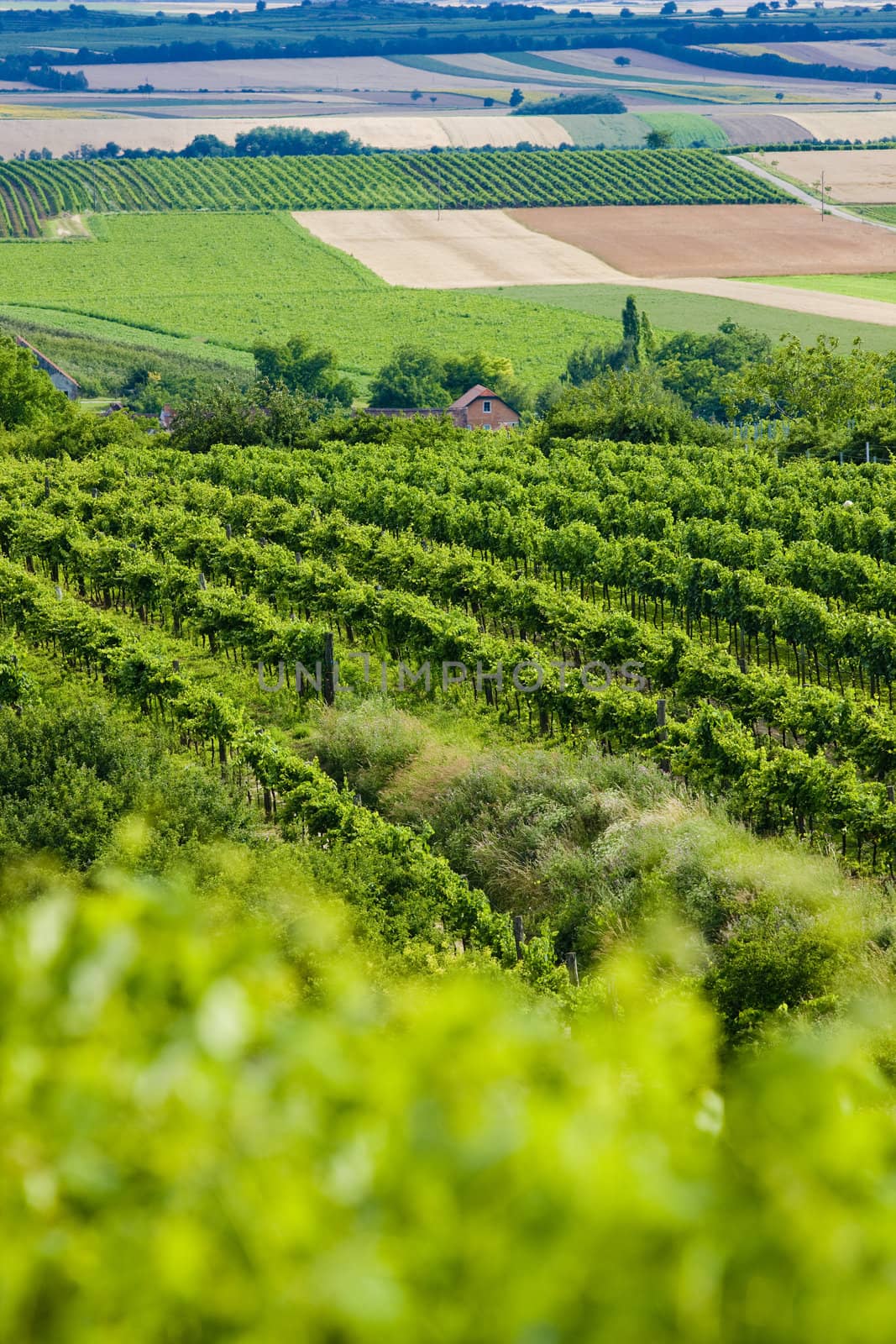 vineyards, Southern Moravia, Czech Republic