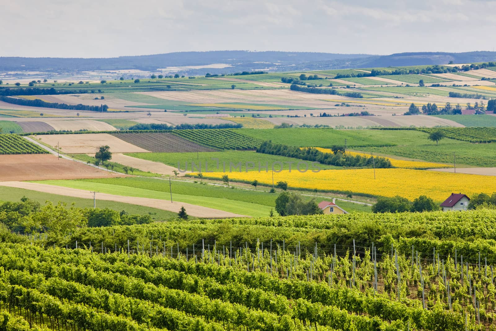 vineyards, Southern Moravia, Czech Republic