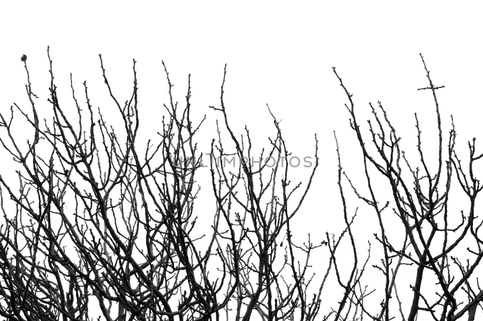 Leafless tree branches silhouette background. Black and white.