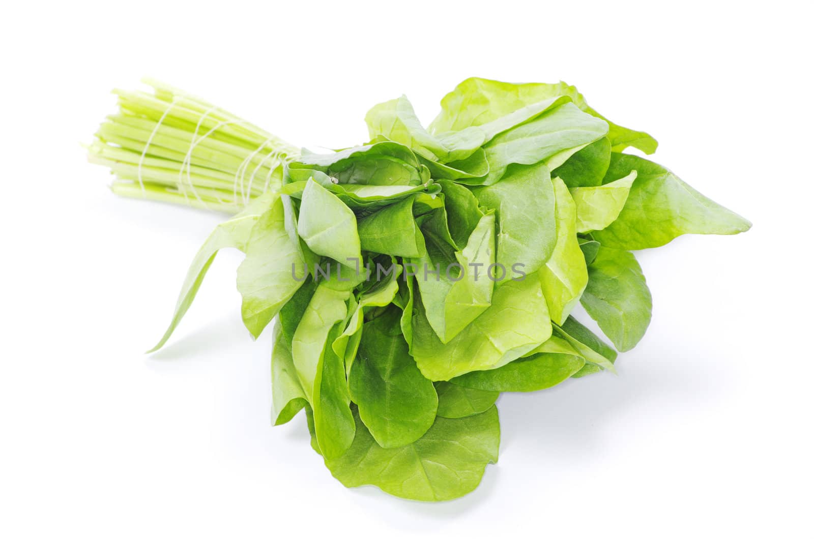 fresh sorrel isolated on white background