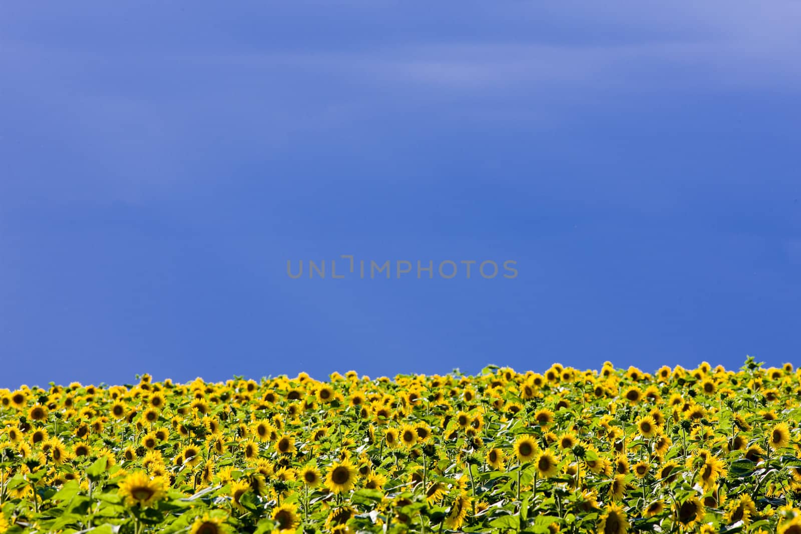 sunflower field