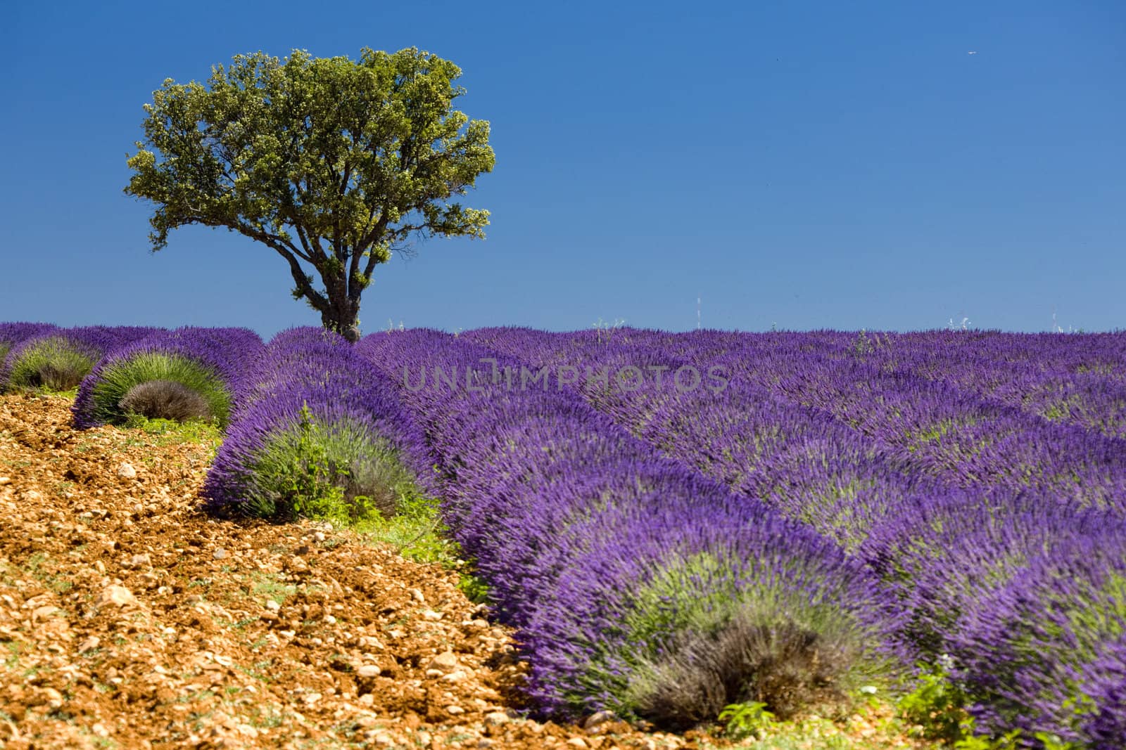 lavender field with a tree, Provence, France