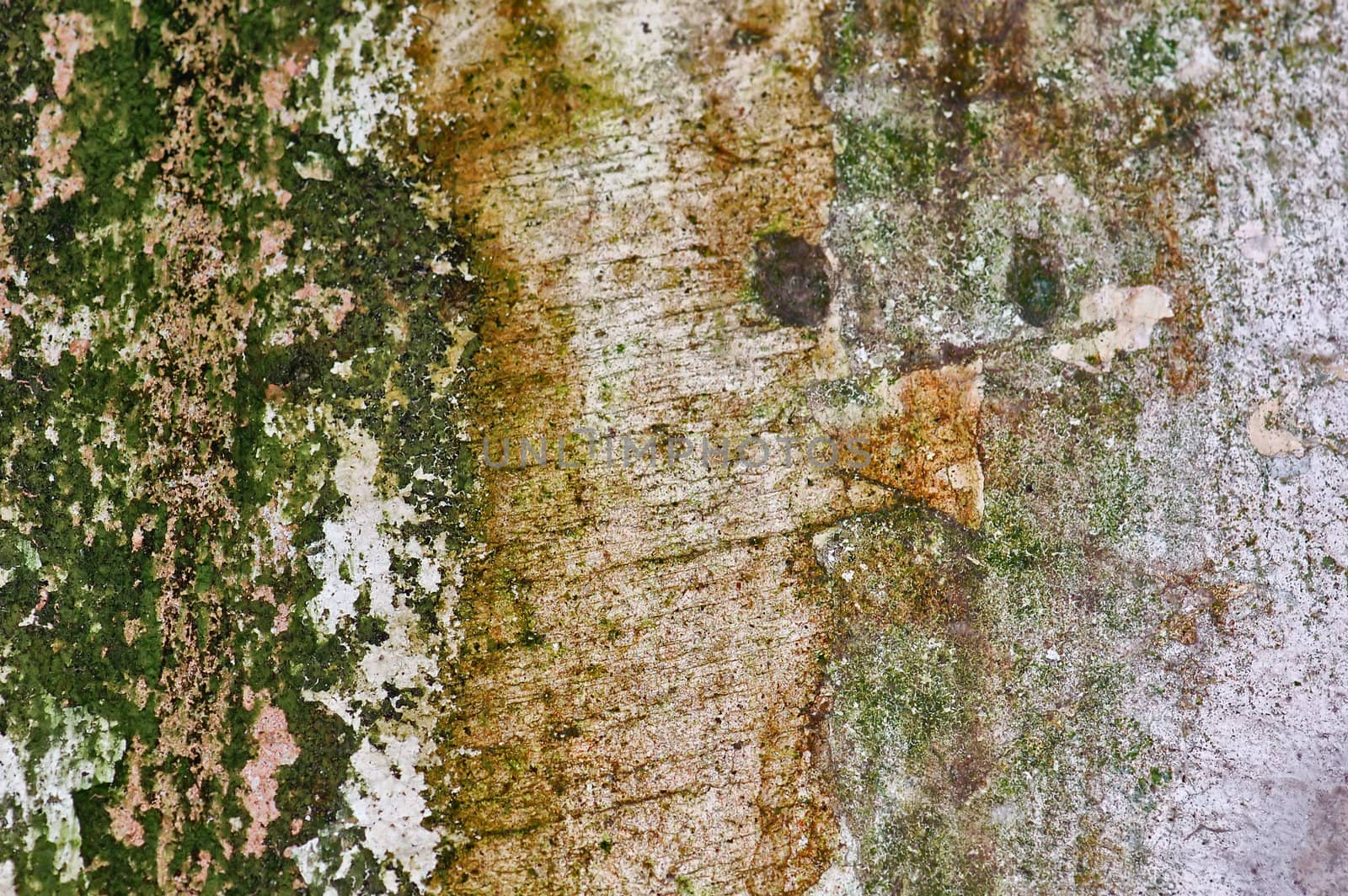 Moss and mold growth on weathered concrete wall surface.