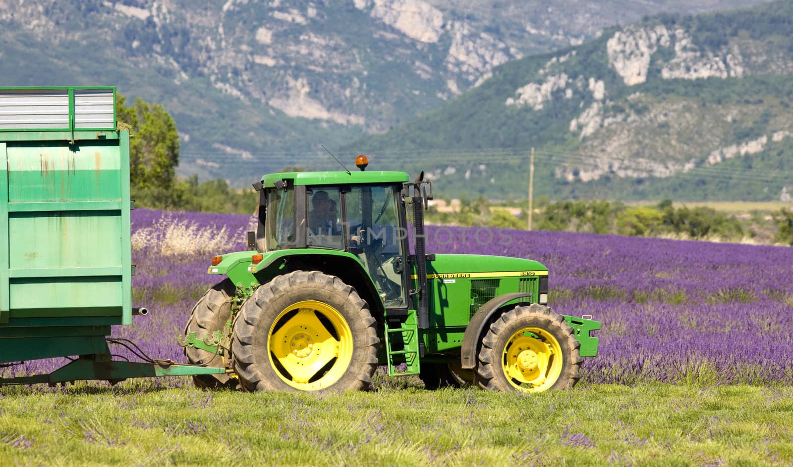 lavender harvest, Alpes-de-Haute-Provence Departement, France