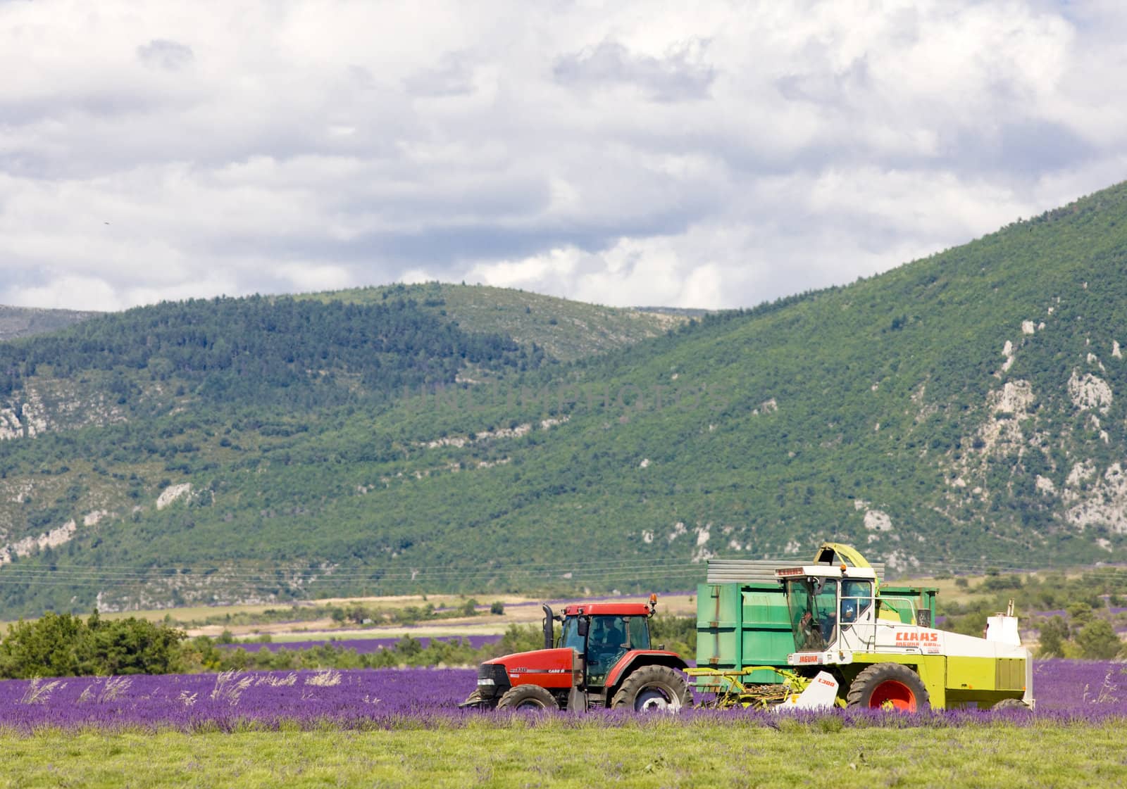 lavender harvest, Alpes-de-Haute-Provence Departement, France