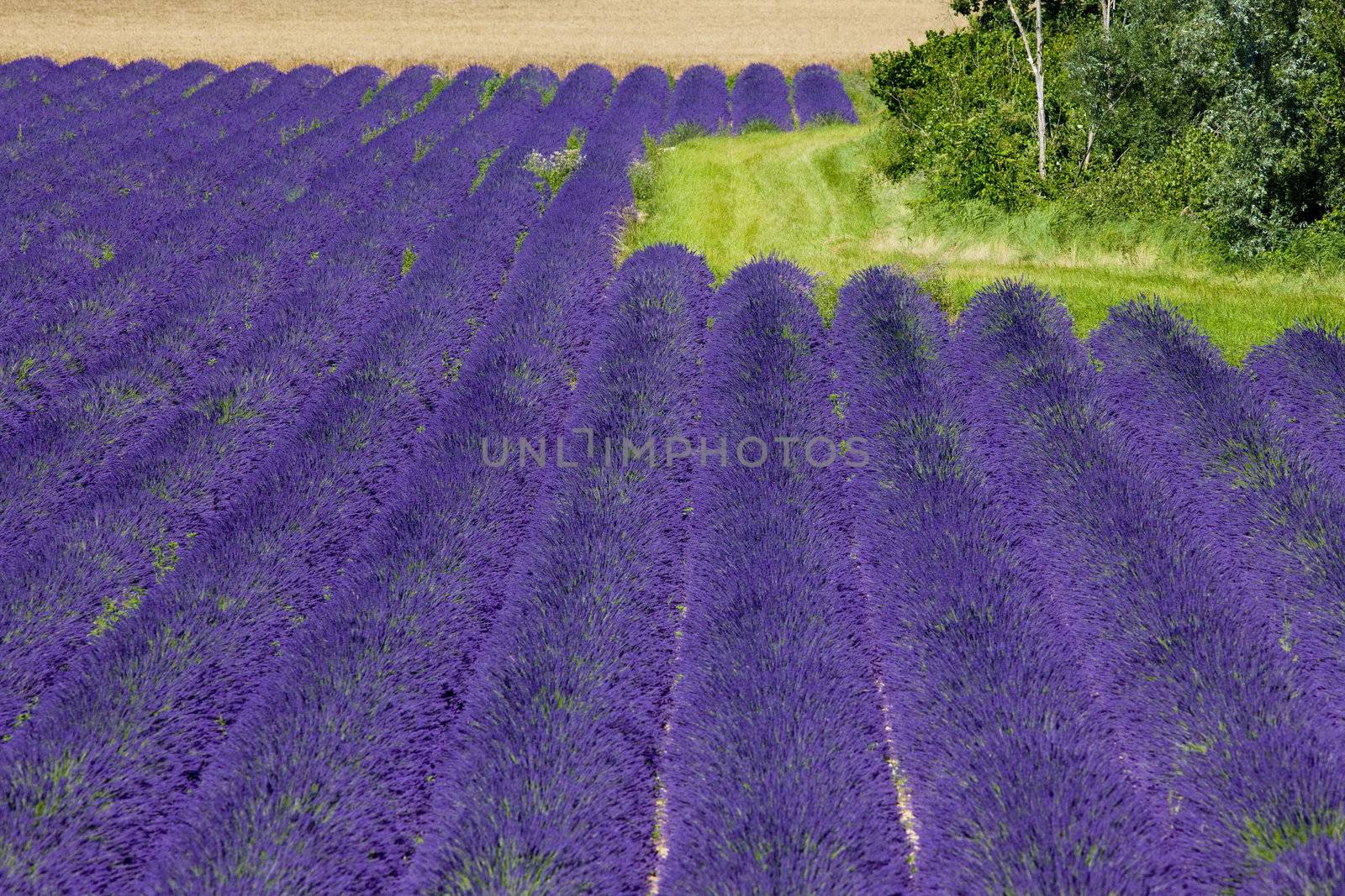 lavender field, Plateau de Valensole, Provence, France