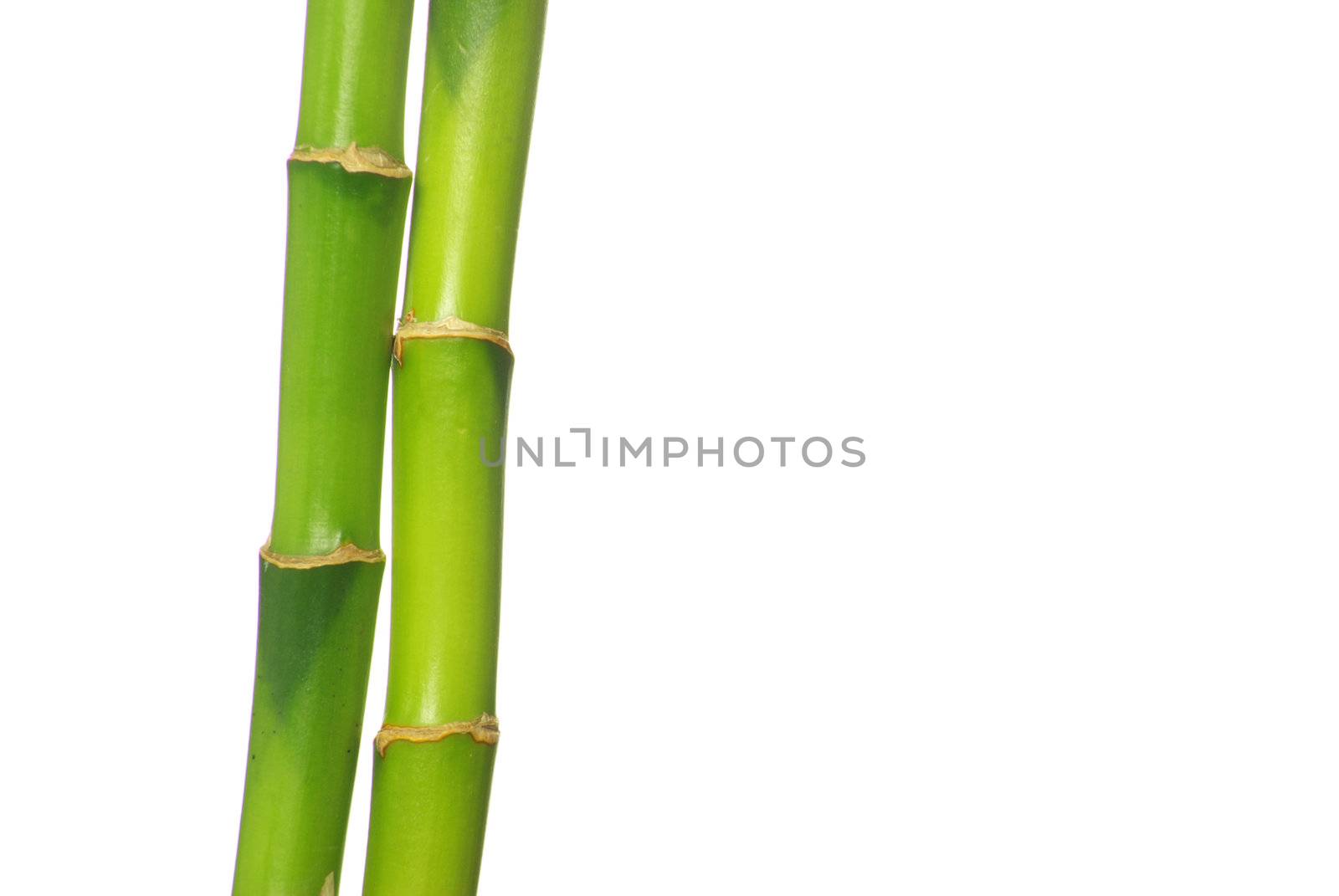 green bamboo  isolated on a white background