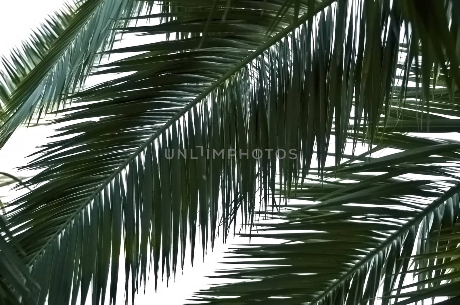 Palm tree leaves against a white background.
